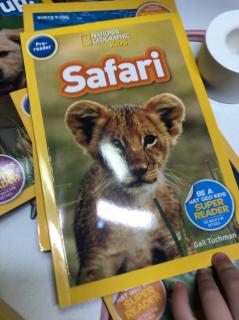 safari