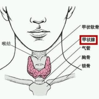 甲状腺激素是怎样贮存和释放的？