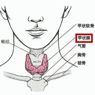 甲状腺激素如何代谢？