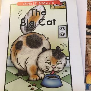 The big cat