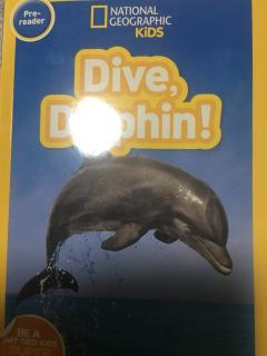 Dive,Dolphin!🐬