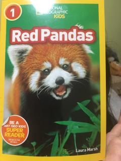 Red pandas