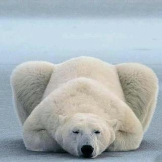 为什么北极熊不怕北极的寒冷——十万个为什么（000135）