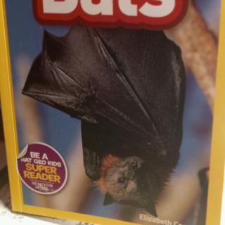 Bats