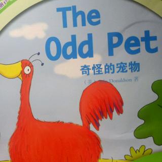 The Odd Pet