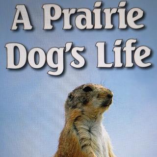 20180827 a prairie dogs life - raz m