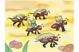 《小蚂蚁搬花粉》