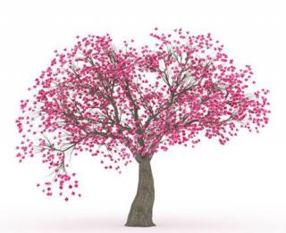 《一棵开花的树》席慕蓉20180828
