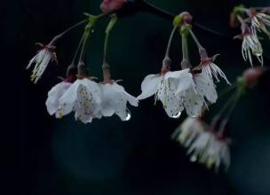 浣溪沙.伏雨朝寒愁不胜 - 纳兰性德