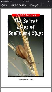 the secret lives of snail and slugs