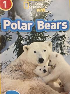 Polar Bears