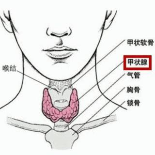 甲状腺激素对神经系统/心血管系统的影响是什么？