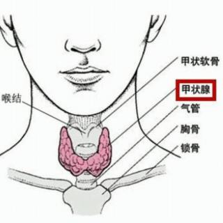 甲状腺激素对消化系统/水、电解质带代谢/维生素代谢的影响是什么