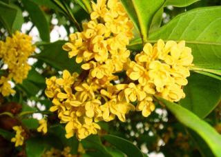 韩齐儿汗《桂花雨》