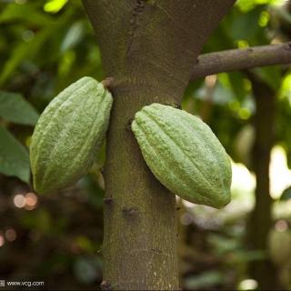 能产巧克力的“神粮树”——可可树
