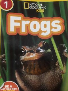 Frogs