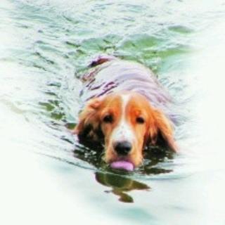小花狗学游泳🐶