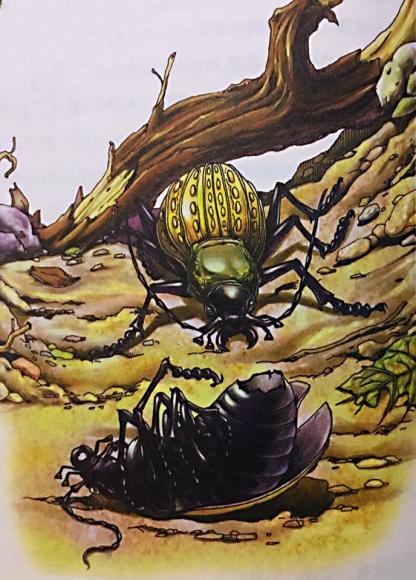 昆虫记:金步甲的婚俗(下)