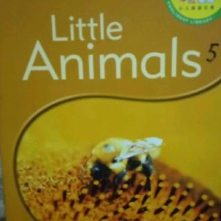 体验英语2B-5 Little Animals