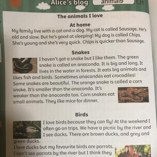 alice's blog-the animals i love
