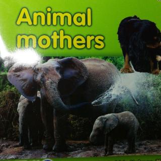 Animal mothers.