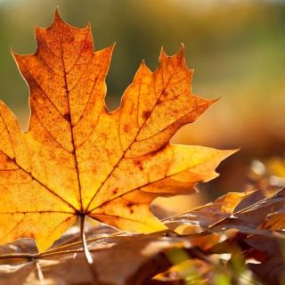 音乐：秋色四起~跟着音乐畅游全球最美秋天！