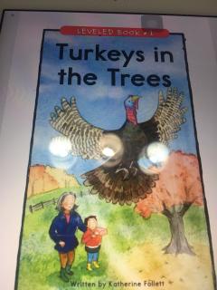 234 Turkeys in the trees