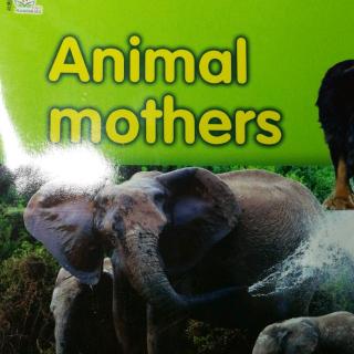 Animal Mothers.