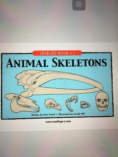 235 Animal skeletons