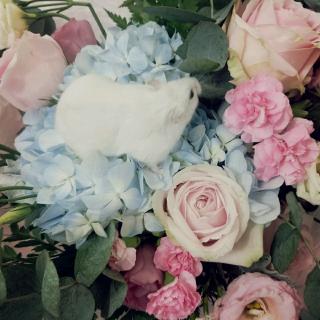 生日快乐——卡林巴独奏