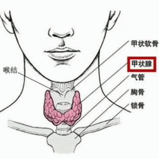 妊娠期甲状腺的形态和功能有哪些变化？