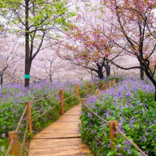 想要一个小院子，花开花落一辈子  主播  随风