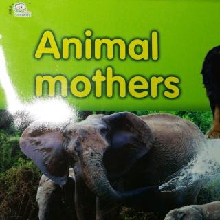 Animal mother.