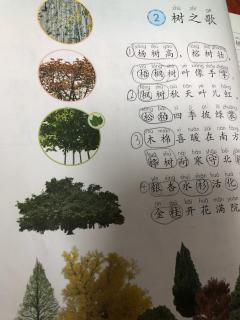 陈辰《树之歌》二年级语文