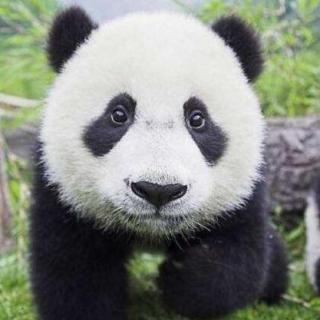 《环保有话说》之熊猫篇
