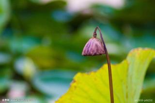 一叶秋浓，不染花凉……作者·知秋