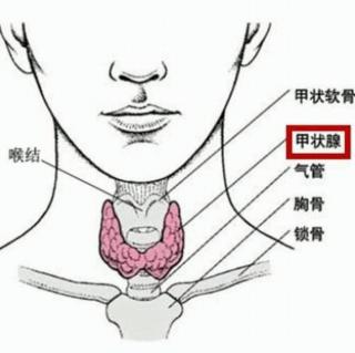 出现哪些症状应考虑甲状腺疾病？