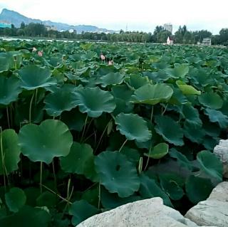 《水墨菱塘》 《桂花雨》