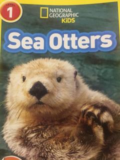 Sea Otters