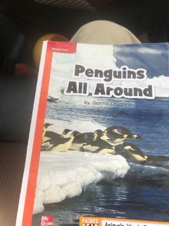 Penguins   All    Around