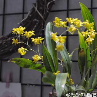 作为新手我种了这些兰花（Mo 田花花）