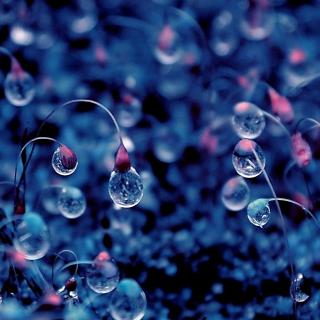 《露珠睡觉》欧澄裁