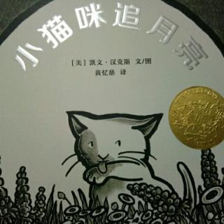 小猫咪追月亮