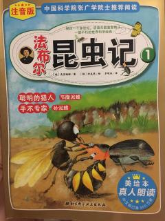 法布尔昆虫记1聪明的猎人节腹泥蜂-捕猎象鼻虫