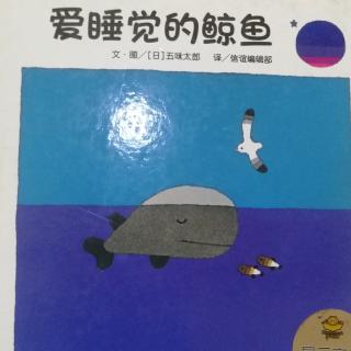 爱睡觉的鲸鱼🐳