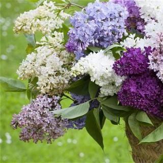 睡前必听《Lilacs for Mother's Day》（下）