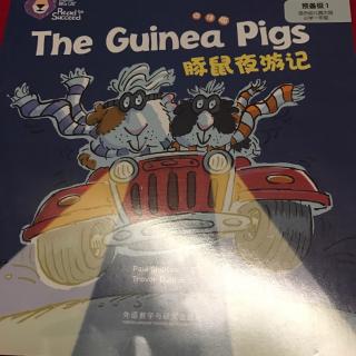 the guinea pigs