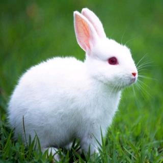 园长妈妈故事汇《胆小的小白兔》