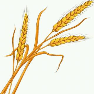 蚂蚁和一粒麦子