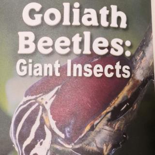 Goliath Beetles：Giant Insects